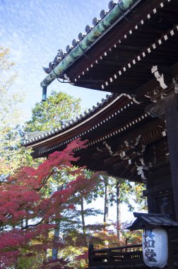 renkli yaprakları ile Asya'da eski park