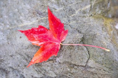 Güzel sonbahar yaprağı mevsimi
