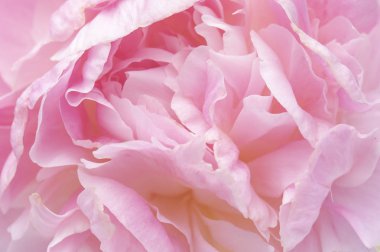 çiçek ve parlak yaprakları ile güzel arka plan.