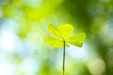 Yapraklı yeşil yonca