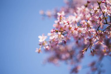 İlkbaharda güzel kiraz çiçekleri 