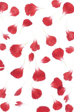 parlak yaprakları ile güzel arka plan.