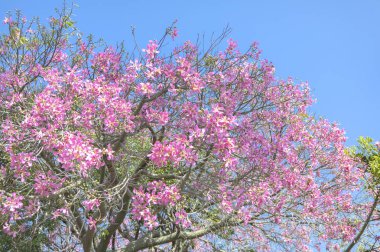 Eflatun çiçekler bahar bahçe güneş ışığı altında.