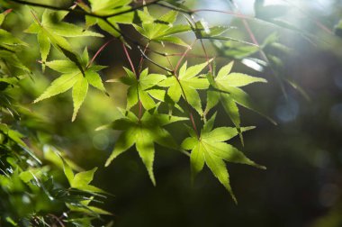 Yeşil yaprakları ile closeup doğa arka plan