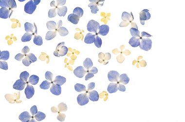 parlak yaprakları ile güzel arka plan.