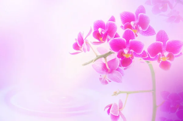 Hermosas Flores Orquídea Phalaenopsis Púrpura — Foto de Stock