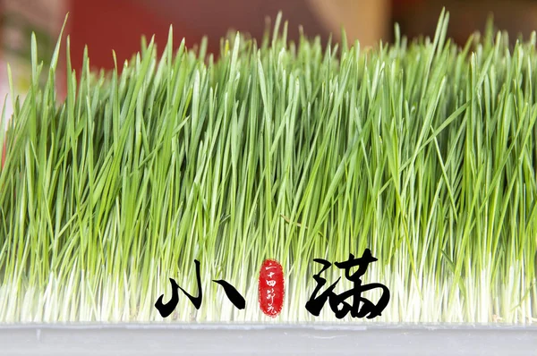 有中国书法和绿色植物的卡片 — 图库照片