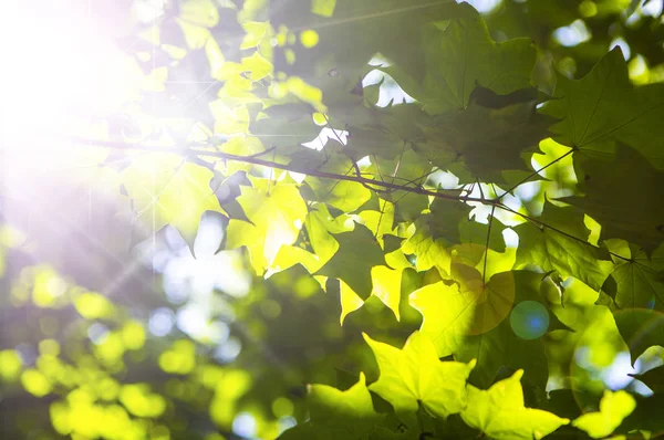 緑の葉とクローズアップ自然の背景 — ストック写真
