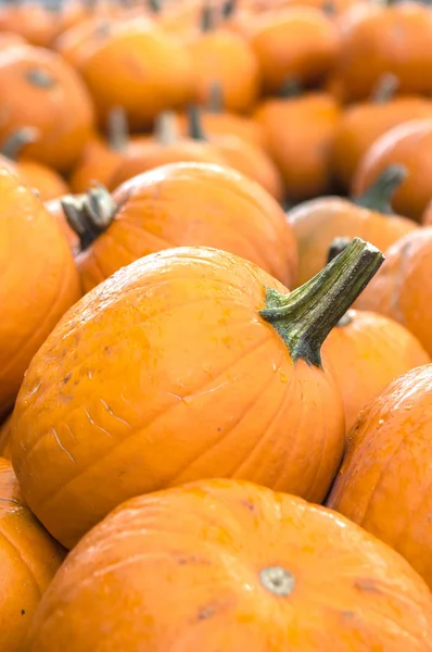 Nahaufnahme Bild Von Orangefarbenen Kürbissen — Stockfoto