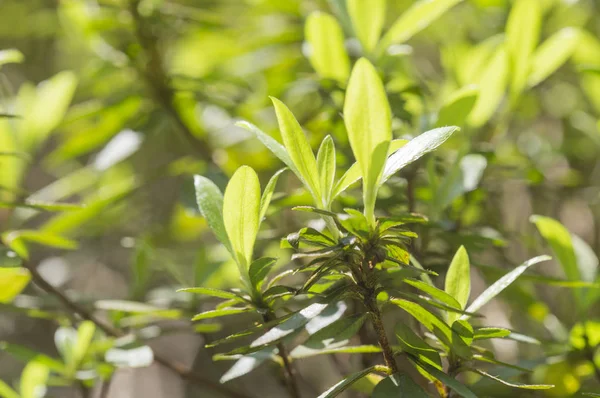 Close Natuur Achtergrond Met Groene Bladeren — Stockfoto