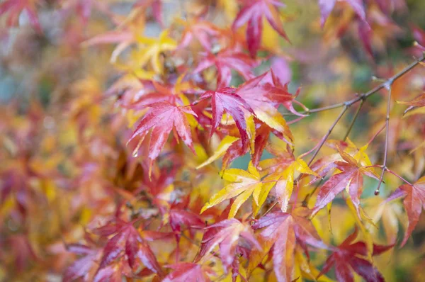 Gyönyörű Őszi Levelek Évszaka — Stock Fotó