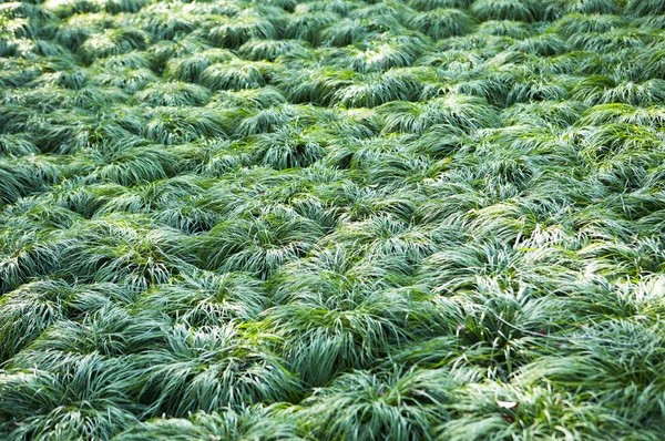 Fondo Naturaleza Primer Plano Con Hojas Verdes — Foto de Stock