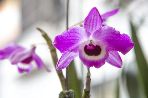 Flores Roxas Bonitas Orquídea Phalaenopsis — Fotografia de Stock