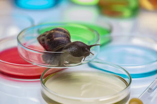 Laboratory Research, Laboratory diagnostics and snail