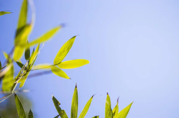 Close Natuur Achtergrond Met Groene Bladeren — Stockfoto