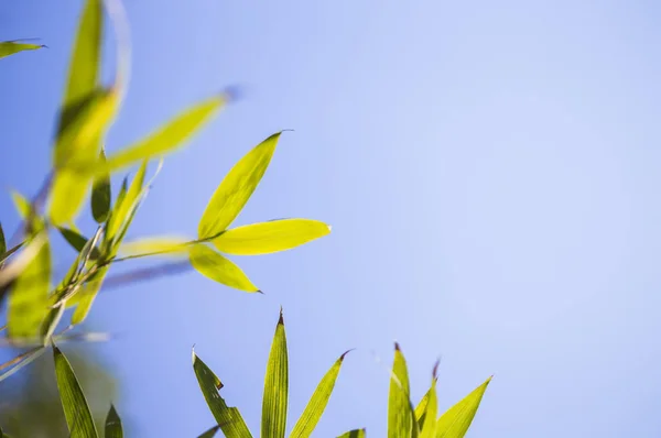 Close Natuur Achtergrond Met Groene Bladeren — Stockfoto