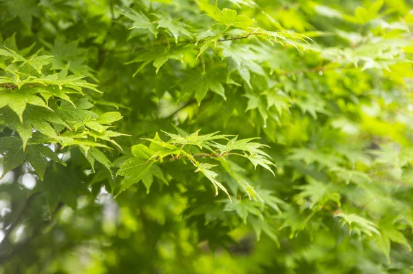 Closeup Nature Background Green Leaves — Stock Photo, Image