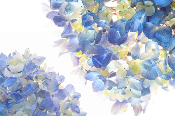 꽃잎과 아름다운 — 스톡 사진