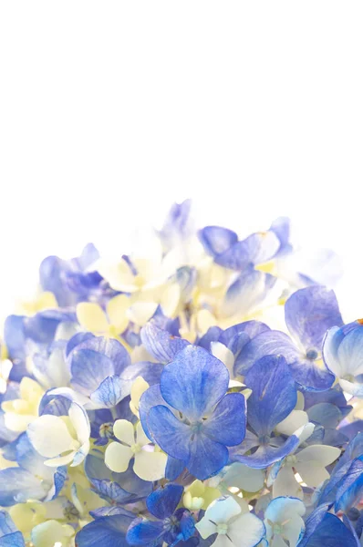 Card Beautiful Floral Elements Blue Flowers — Fotografia de Stock