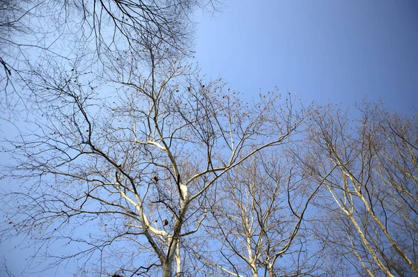 Árboles Invierno Cielo Azul —  Fotos de Stock