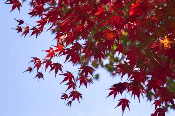 Gyönyörű Őszi Levelek Évszaka — Stock Fotó