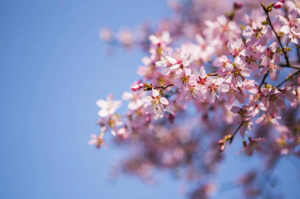 Beautiful Cherry Blossom Spring Time — Stock Photo, Image