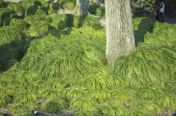 Herbe Verte Luxuriante Dans Forêt — Photo
