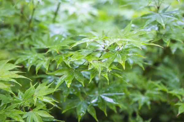 Fondo Naturaleza Primer Plano Con Hojas Verdes — Foto de Stock