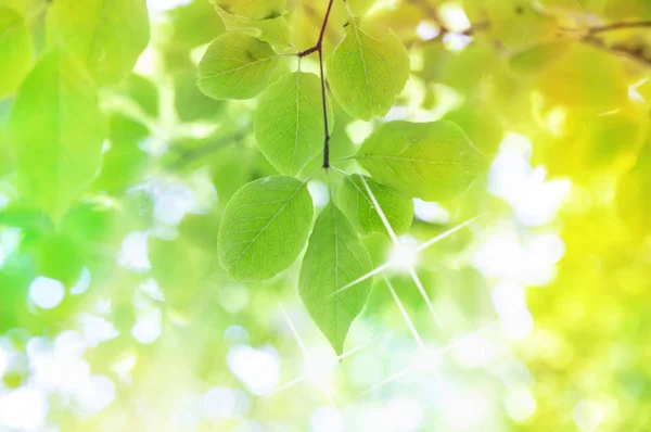 Closeup Nature Background Green Leaves — Stock Photo, Image