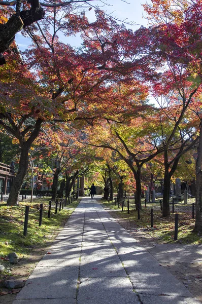 Vieux Parc Asie Avec Des Feuilles Colorées — Photo