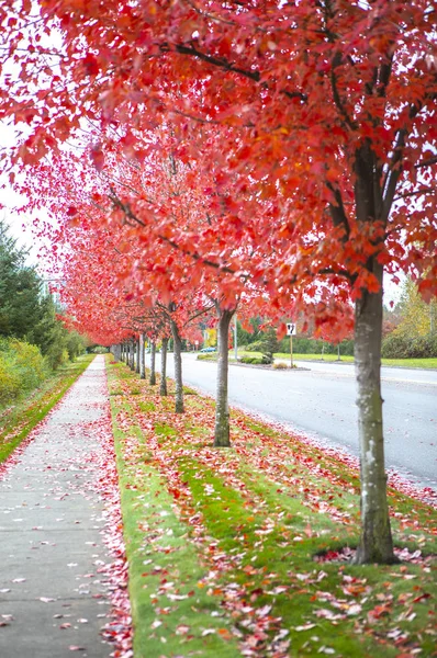 Jahreszeit Der Schönen Herbstblätter — Stockfoto