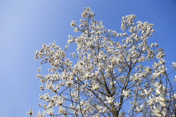 Belle Fleur Cerisier Printemps — Photo