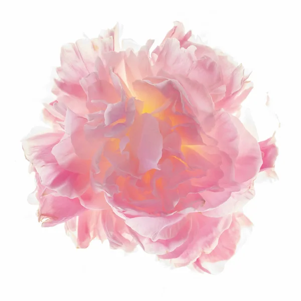 아름다운 꽃무늬가 분홍빛 — 스톡 사진