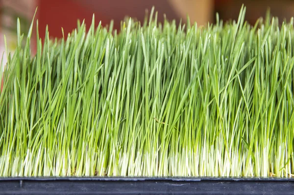 Vue Rapprochée Belle Herbe Verte Poussant Dans Conteneur — Photo