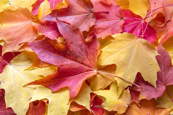 Jahreszeit Der Schönen Herbstblätter lizenzfreie Stockbilder