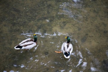 Ördekler suda yüzüyor..