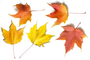 Güzel sonbahar yaprakları mevsimi