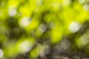 Bokeh ile bulanık yeşil arkaplan