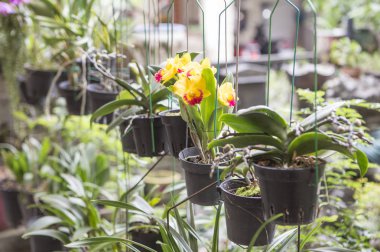 arka plan, üzerine güzel çiçekler yakın çekim