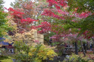 Güzel sonbahar yaprakları mevsimi