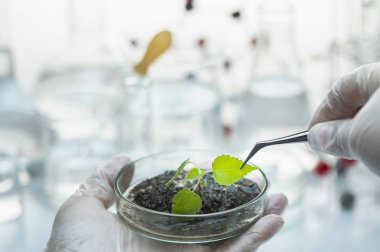 close-up view of soil with green seedling in laboratory 