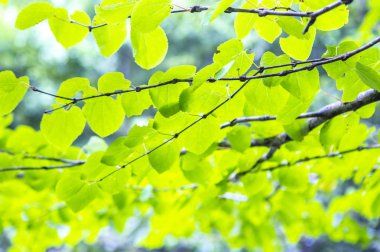 Yeşil yaprakları ile closeup doğa arka plan