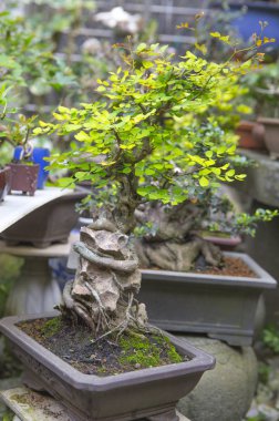 Bahçedeki bonsai ağacı