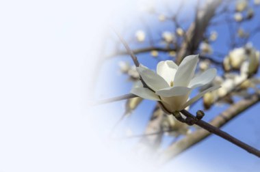İlkbaharda güzel kiraz çiçekleri 