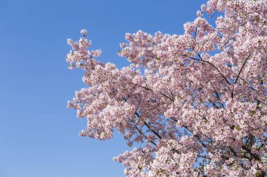 İlkbaharda güzel kiraz çiçekleri 