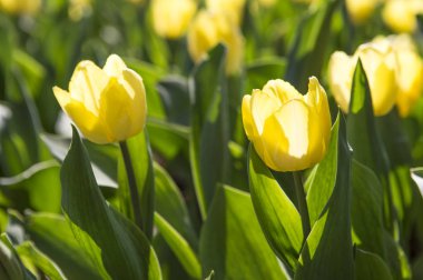 arka plan, üzerine güzel çiçekler yakın çekim