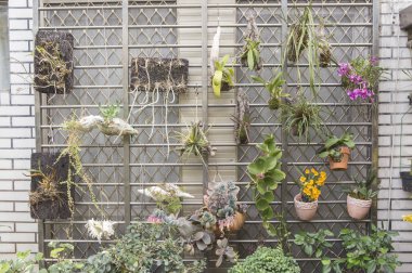 Küçük bir seradaki saksılarda güzel bitkiler.