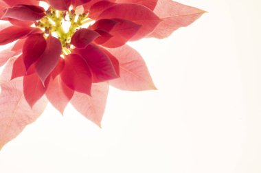 card with beautiful floral elements, red leaves