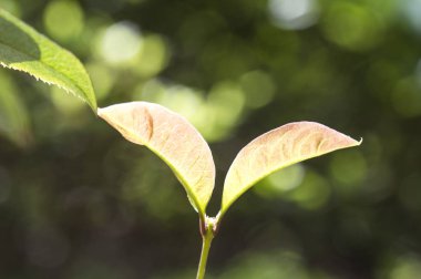 Ağaçtaki yeşil yapraklar