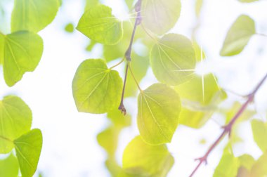 Güzel bahar yaprakları mevsimi